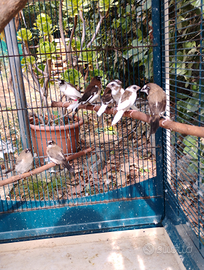 9 passeri del giappone