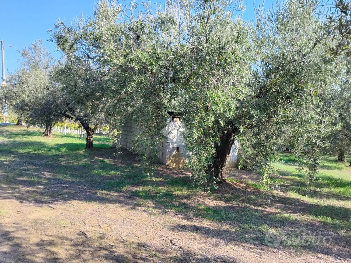 TER. AGRICOLO A MOSCUFO - Vista 3