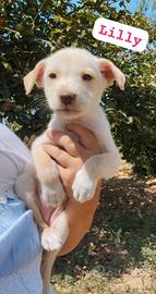 Cuccioli futura taglia medio contenuta