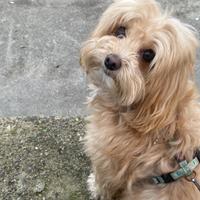 Maltipoo femmina