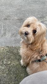 Maltipoo femmina