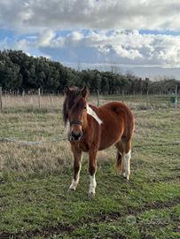 Pony femmina