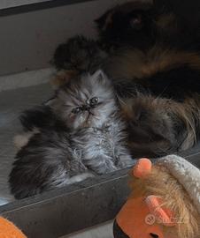 Cuccioli persiani cincilla