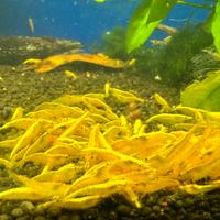 Neocaridina Yellow Golden Back