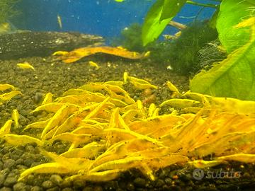 Neocaridina Yellow Golden Back
