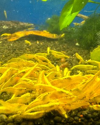 Neocaridina Yellow Golden Back