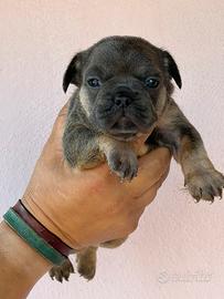 Bulldog francese