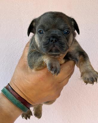 Bulldog francese
