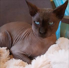 Stallone Canadian Sphynx, Pedigree x accoppiamento