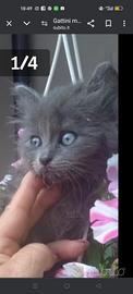 gattini certosino/ British 
