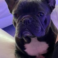 Buldog francese per accoppiamento