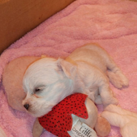 Cuccioli di maltese