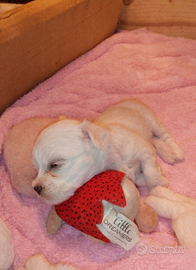Cuccioli di maltese