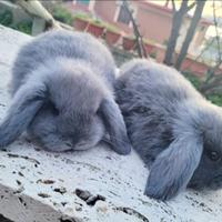 Coppia di coniglietti Ariete nani blù di vienna