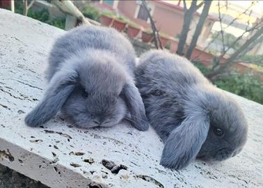 Coppia di coniglietti Ariete nani blù di vienna