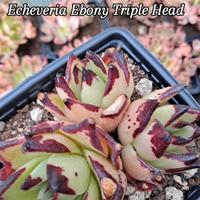 Echeveria Ebony T. H. pian