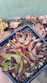 Echeveria Ebony T. H. pian