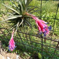 pianta di tillandsia in fine fioritura