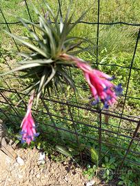 pianta di tillandsia in fine fioritura