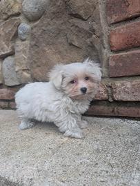 Maltesino toy
