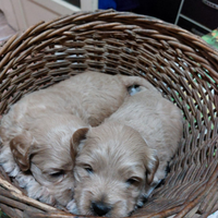 Maltipoo toy