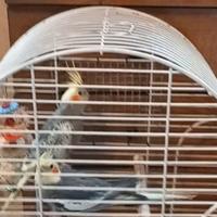 Coppia calopsite di 1anno