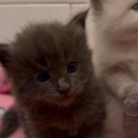 Maine coon incrocio Ragdoll