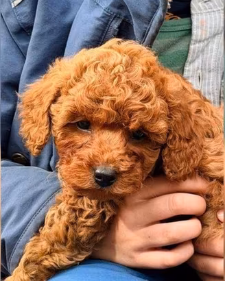 piccoli di barboncino