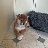 Cucciola Shiba Inu con pedigree
