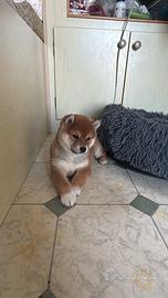 Cucciola Shiba Inu con pedigree