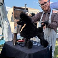 Barbone toy nero disponibile per monte