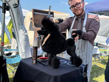 Barbone toy nero disponibile per monte