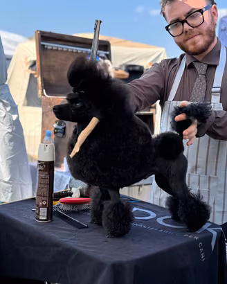 Barbone toy nero disponibile per monte