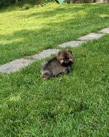 Spitz di pomerania - small