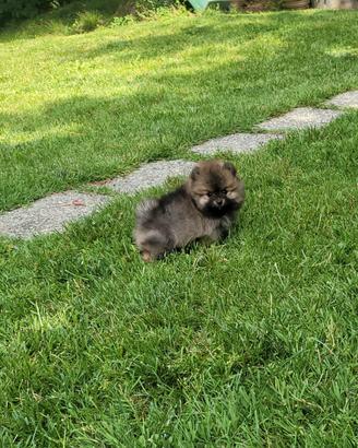 Spitz di pomerania - small