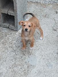 Cagnolino