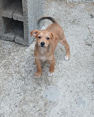 Cagnolino