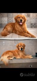 Golden retriver linea Americana