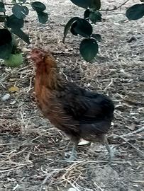 Galline Araucana e Oliver egger