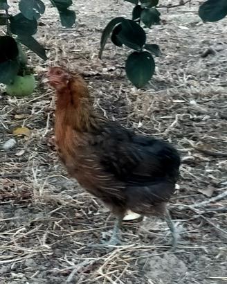 Galline Araucana e Oliver egger