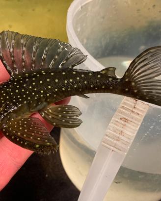 Hemiancistrus 128/ Loricaridi