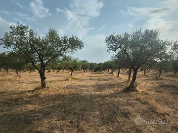 Uliveto – Acquaviva delle Fonti