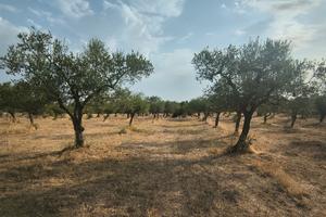 Uliveto – Acquaviva delle Fonti