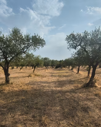 Uliveto – Acquaviva delle Fonti