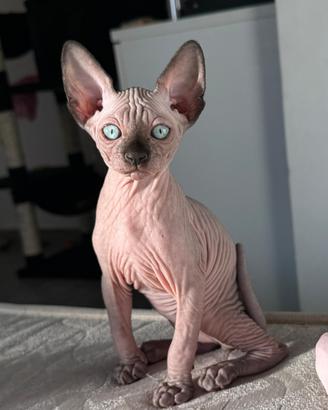 Cuccioli di sphynx gatto senza pelo