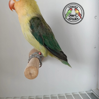 Fischer Yellow Face Euwing /Opalino (portatore)