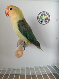 Fischer Yellow Face Euwing /Opalino (portatore)