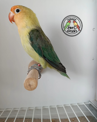 Fischer Yellow Face Euwing /Opalino (portatore)