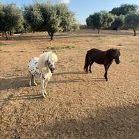 Coppia Cavalli Falabella