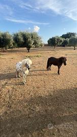 Coppia Cavalli Falabella